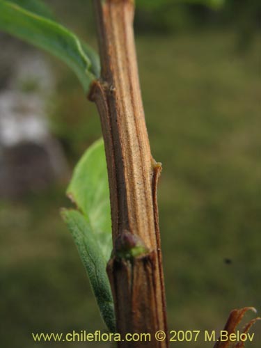 Bild von Baccharis sphaerocephala (Radín / Rarí). Klicken Sie, um den Ausschnitt zu vergrössern.