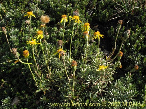 Imágen de Senecio hollermayeri (). Haga un clic para aumentar parte de imágen.