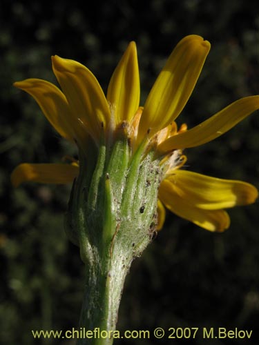 Imágen de Senecio hollermayeri (). Haga un clic para aumentar parte de imágen.