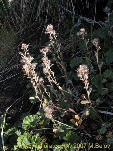 Imágen de Gamochaeta spiciformis (). Haga un clic para aumentar parte de imágen.