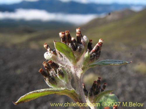 Imágen de Gamochaeta spiciformis (). Haga un clic para aumentar parte de imágen.