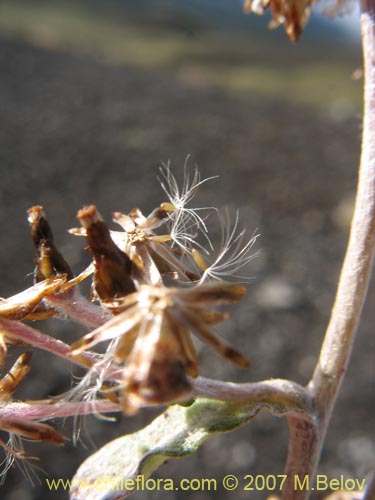 Imágen de Gamochaeta spiciformis (). Haga un clic para aumentar parte de imágen.