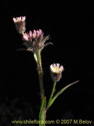 Imágen de Erigeron myosotis (). Haga un clic para aumentar parte de imágen.