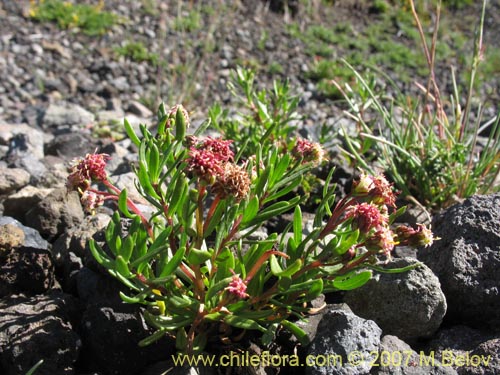 Imágen de Asteraceae sp. #1752 (). Haga un clic para aumentar parte de imágen.