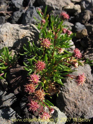 Imágen de Asteraceae sp. #1752 (). Haga un clic para aumentar parte de imágen.