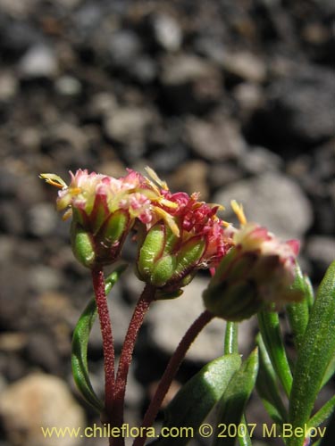 Imágen de Asteraceae sp. #1752 (). Haga un clic para aumentar parte de imágen.