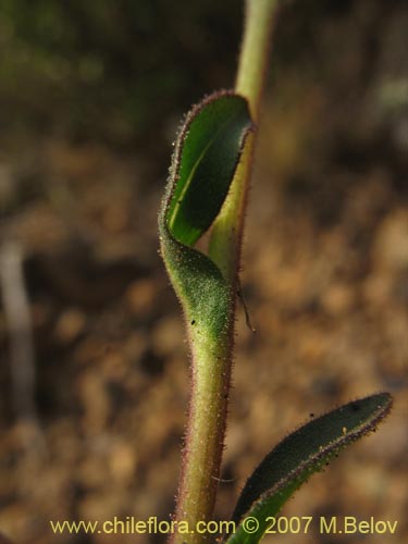 Imágen de Asteraceae sp. #1800 (). Haga un clic para aumentar parte de imágen.