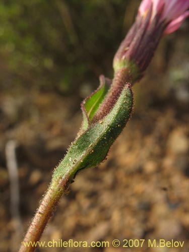 Imágen de Asteraceae sp. #1800 (). Haga un clic para aumentar parte de imágen.