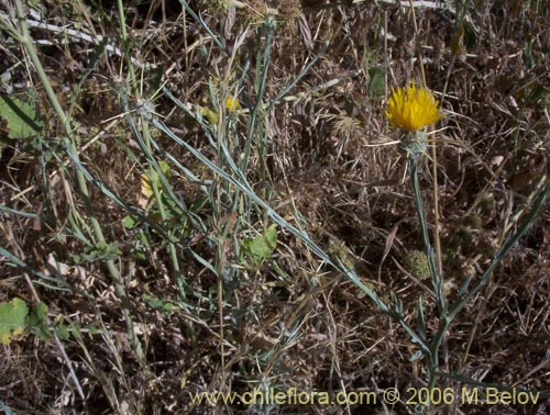 Centaurea solstitialis的照片