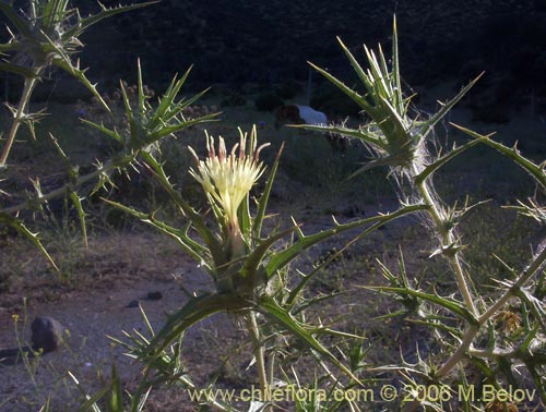 Imágen de Carthamus lanatus (Cardilla). Haga un clic para aumentar parte de imágen.