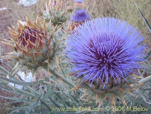 Cynara cardunculus的照片