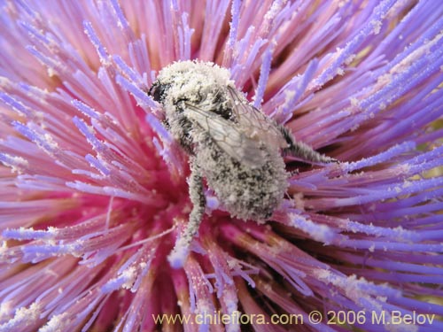 Cynara cardunculus的照片