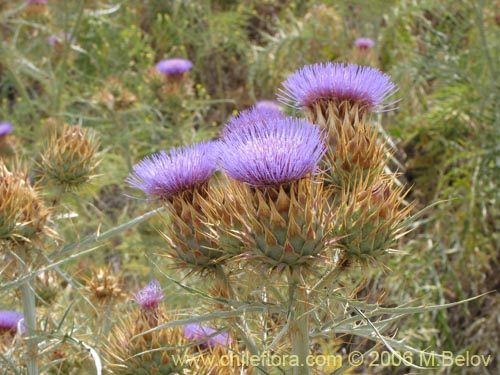 Cynara cardunculus的照片