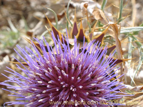 Cynara cardunculus的照片