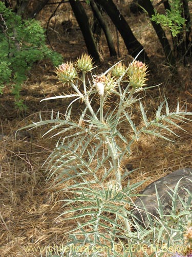 Cynara cardunculus的照片