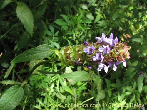 Imágen de Prunella vulgaris (Hierba mora / Hierba negra). Haga un clic para aumentar parte de imágen.