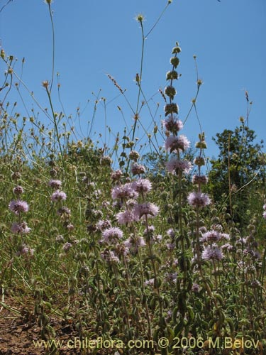 Bild von Mentha pulegium (Poleo / Menta). Klicken Sie, um den Ausschnitt zu vergrössern.