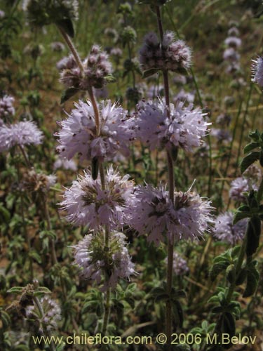 Bild von Mentha pulegium (Poleo / Menta). Klicken Sie, um den Ausschnitt zu vergrössern.