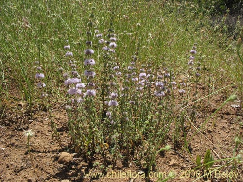 Bild von Mentha pulegium (Poleo / Menta). Klicken Sie, um den Ausschnitt zu vergrössern.