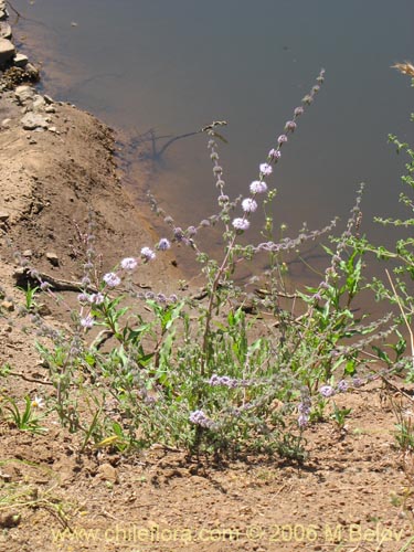 Bild von Mentha pulegium (Poleo / Menta). Klicken Sie, um den Ausschnitt zu vergrössern.