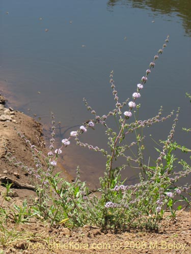 Imágen de Mentha pulegium (Poleo / Menta). Haga un clic para aumentar parte de imágen.