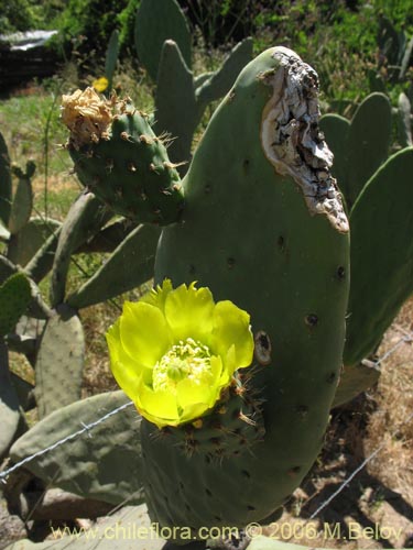 Image of Opuntia ficus-indica (Tuna). Click to enlarge parts of image.