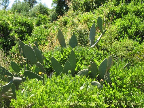 Image of Opuntia ficus-indica (Tuna). Click to enlarge parts of image.