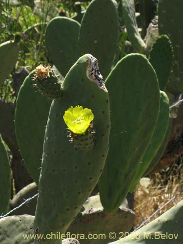 Image of Opuntia ficus-indica (Tuna). Click to enlarge parts of image.