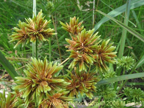 Image of Cyperus eragrostis (Cortadera / Lleivun). Click to enlarge parts of image.