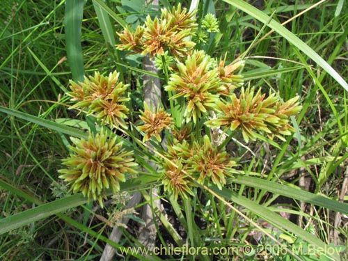 Image of Cyperus eragrostis (Cortadera / Lleivun). Click to enlarge parts of image.