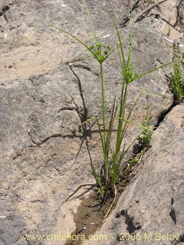 Image of Cyperus eragrostis (Cortadera / Lleivun). Click to enlarge parts of image.