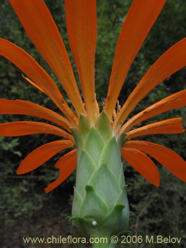 Imágen de Mutisia decurrens (Clavel del campo anaranjado). Haga un clic para aumentar parte de imágen.