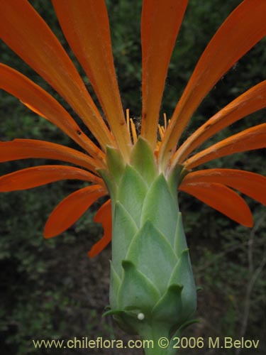 Imágen de Mutisia decurrens (Clavel del campo anaranjado). Haga un clic para aumentar parte de imágen.