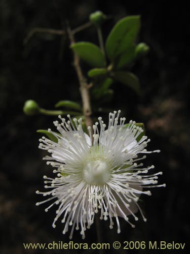 Palos De Flores - Temu Chile