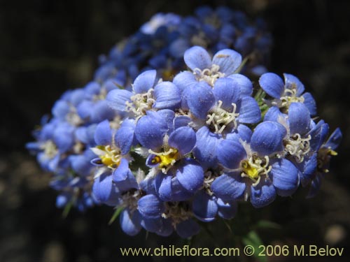 Descripción e imágenes de Triptilion spinosum (Siempreviva), una planta  chilena nativa, suministrado por el proveedor de las semillas chilenas  nativas, 