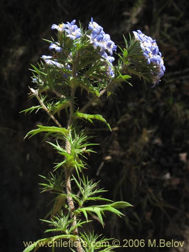 Imágen de Triptilion spinosum (Siempreviva). Haga un clic para aumentar parte de imágen.