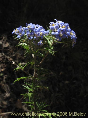 Imágen de Triptilion spinosum (Siempreviva). Haga un clic para aumentar parte de imágen.