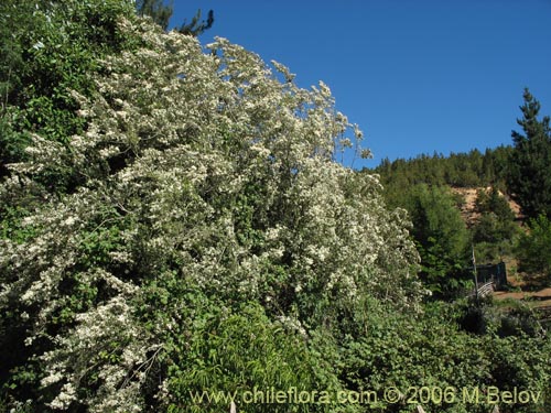 Palos De Flores - Temu Chile