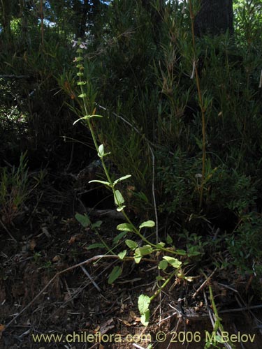 Imágen de Stachys sp. #3032 (stachys). Haga un clic para aumentar parte de imágen.