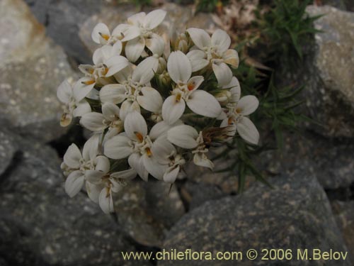 Imágen de Nassauvia aculeata (Hierba de la culebra). Haga un clic para aumentar parte de imágen.