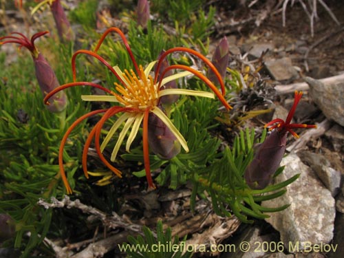 Imágen de Mutisia linearifolia (Clavel del campo). Haga un clic para aumentar parte de imágen.