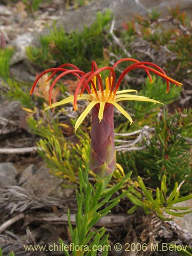 Imágen de Mutisia linearifolia (Clavel del campo). Haga un clic para aumentar parte de imágen.