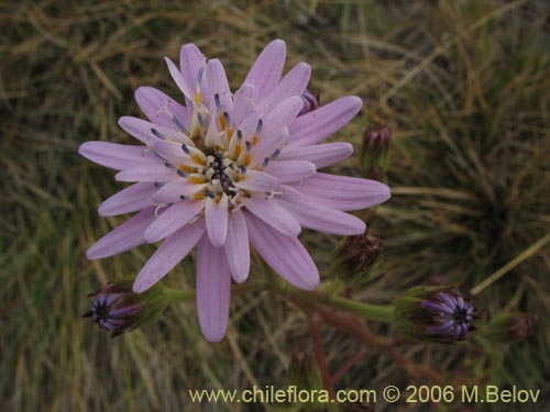 Imágen de Leucheria lithospermifolia (Leucheria). Haga un clic para aumentar parte de imágen.