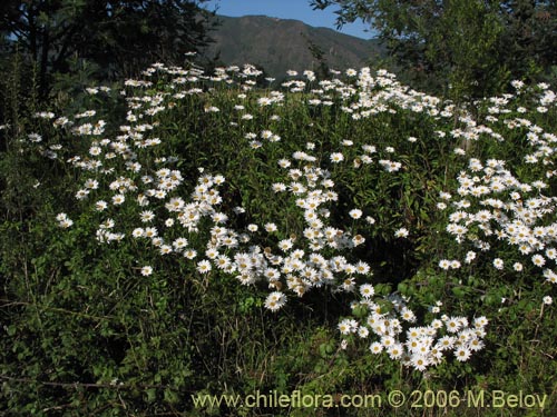 Imágen de Leucanthum vulgare (). Haga un clic para aumentar parte de imágen.