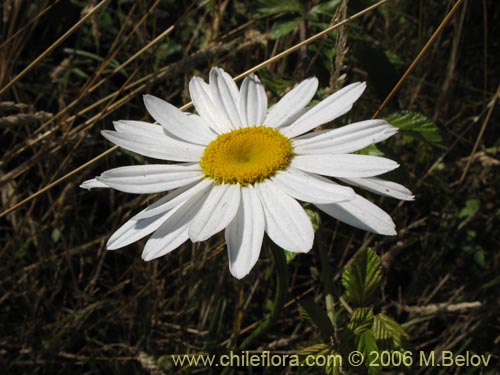 Imágen de Leucanthum vulgare (). Haga un clic para aumentar parte de imágen.