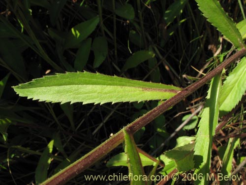 Imágen de Leucanthum vulgare (). Haga un clic para aumentar parte de imágen.