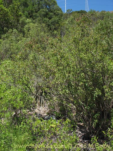 Imágen de Podanthus ovatifolius (Mitique / Palo negro). Haga un clic para aumentar parte de imágen.