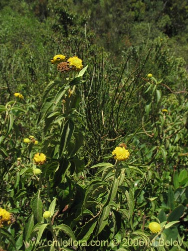 Imágen de Podanthus ovatifolius (Mitique / Palo negro). Haga un clic para aumentar parte de imágen.