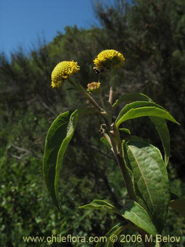 Imágen de Podanthus ovatifolius (Mitique / Palo negro). Haga un clic para aumentar parte de imágen.