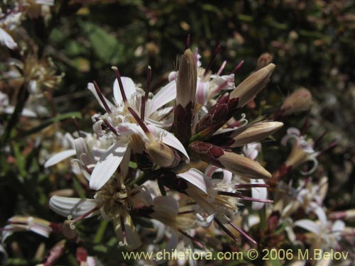 Imágen de Proustia cuneifolia (Huañil). Haga un clic para aumentar parte de imágen.